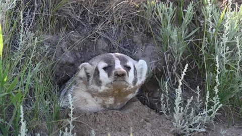 American badger Stock Footage 150231068