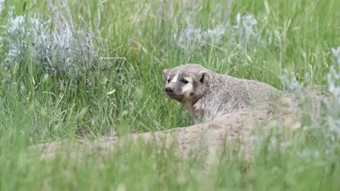 American badger Stock Footage 150231104