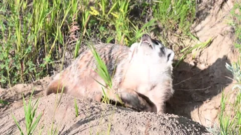 American badger Stock Footage 150231168