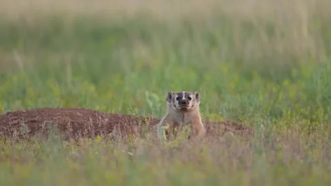 American badger Stock-Footage 279431991