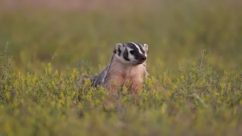 American badger Stock Footage 279432111