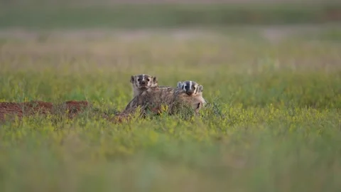 American badger Stock Footage 279432272