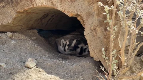 An American badger inside its burrow at the Living Desert Zoo in Palm Desert, CA Stock Footage 320176091