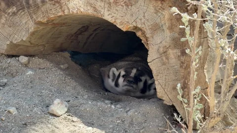 An American badger inside its burrow at the Living Desert Zoo in Palm Desert Stock Footage 320176095