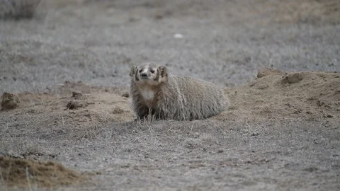 American Badger at its Den Stock Footage 120086507