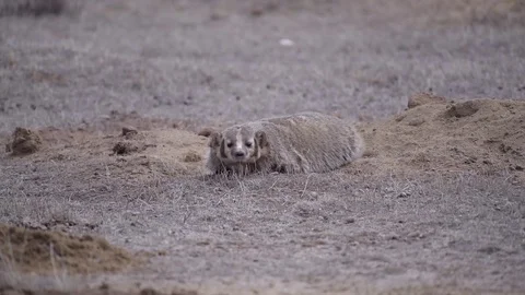 An American Badger in a Prairie Dog Colony Stock Footage