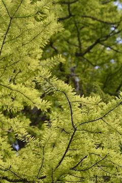 American bald cypress 스톡 사진