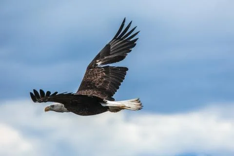 American bald eagle at alaska Stock Photos