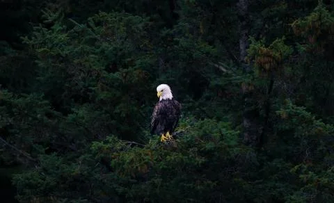 American Bald Eagle among thick tree foliage Stock Photos