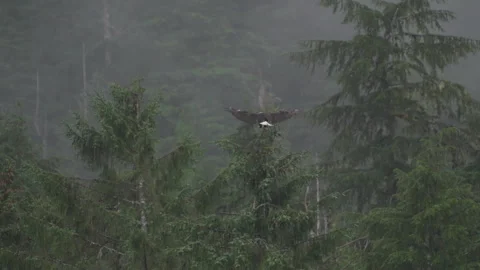 American bald eagle bird flying in sky slow motion stop on a tree Stockbeeldmateriaal 248099854