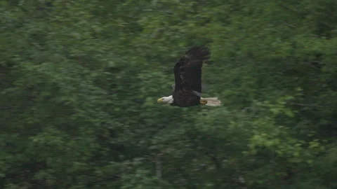 American bald eagle bird flying in sky slow motion Stock Footage 248102187