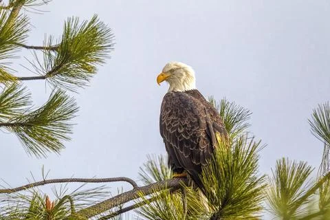 American bald eagle on branch. Stock Photos