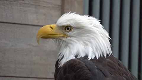 American Bald Eagle Close Up Vídeos de archivo 254647857