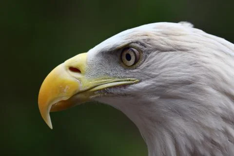 American bald eagle close up Stock Photos