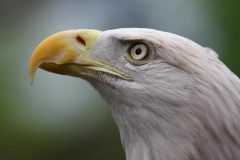 American bald eagle close up Stock Photos