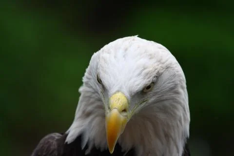American bald eagle close up Stock Photos