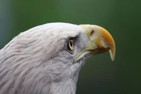 American bald eagle close up Stock Photos