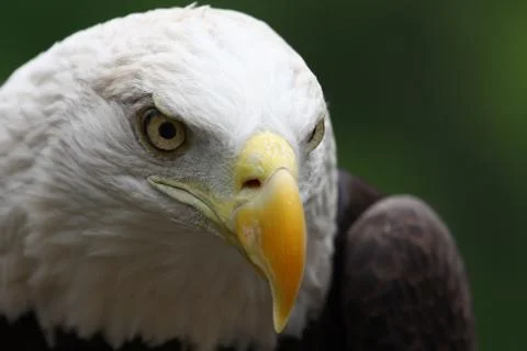 American bald eagle close up Stock Photos