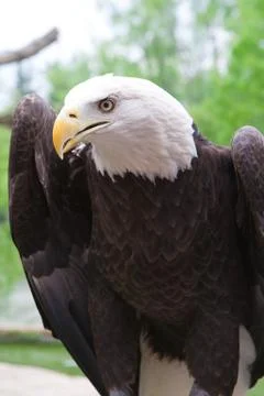 American bald eagle close up Stock Photos