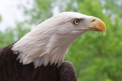 American bald eagle close up Stock Photos