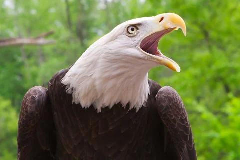 American bald eagle close up Stock Photos