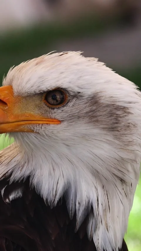 American bald eagle close up portrait Stock Footage 338281918