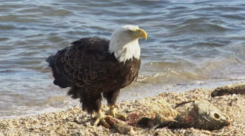 American Bald Eagle closeup Stock Footage 63164622