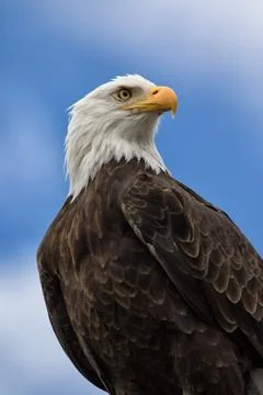 American bald eagle closeup Foto stock