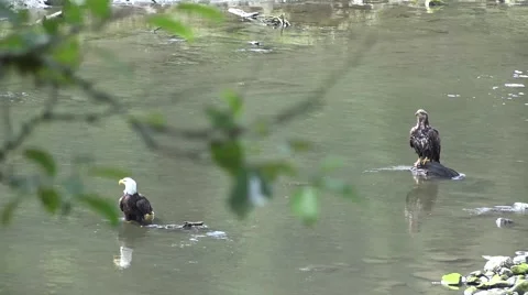 American bald eagle, in creek Stock Footage 40521324