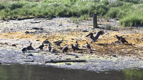 American Bald Eagle, eating fish parts Stock Footage 40331655