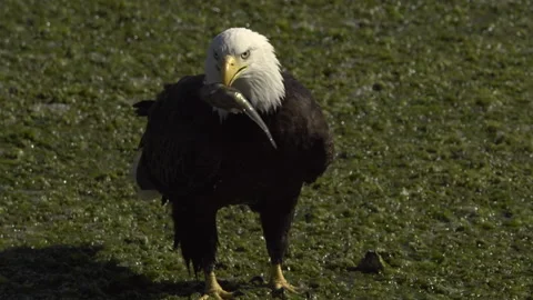 An American Bald Eagle Eating Stock Footage 345373271