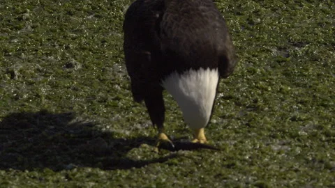 An American Bald Eagle Eating Stock Footage 345373300