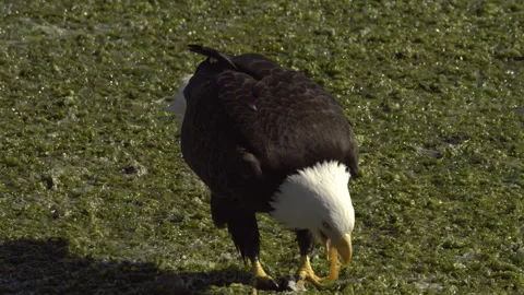 An American Bald Eagle Eating Stock Footage 345373454