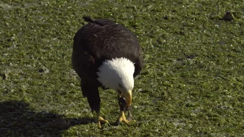 An American Bald Eagle Eating Stock Footage 345373483