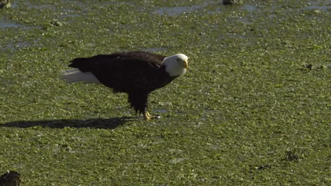An American Bald Eagle Eating Stock Footage 345373607