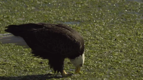 An American Bald Eagle Eating Stock Footage 345373645