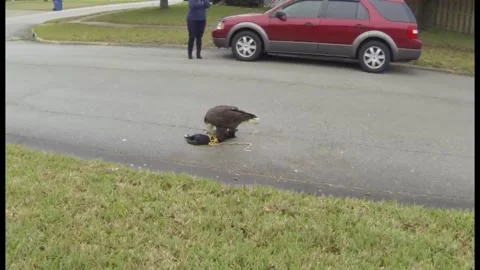 American Bald Eagle Eats Cat, Jacksonville, Florida, USA - 05 Mar 2014 Stock Footage 205308073