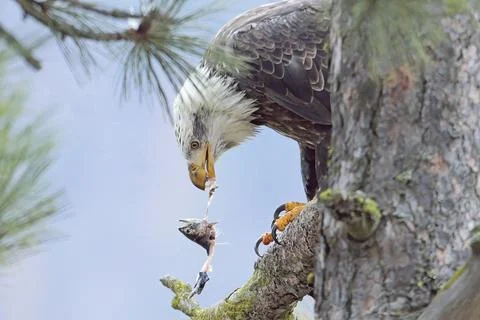 American bald eagle eats a fish it just caught. Stock Photos