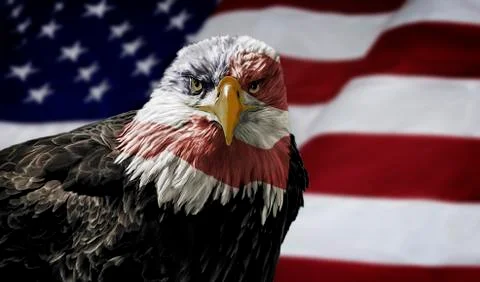 American bald eagle with flag Stock Photos