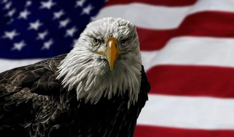 American bald eagle on flag Stock Photos