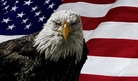 American bald eagle on flag Stock Photos
