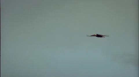 American bald eagle flies Stock Footage 27095044