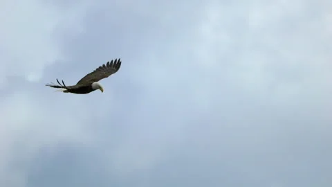 American Bald Eagle In Flight, Bird, Fly, Flying Video stock 244487543