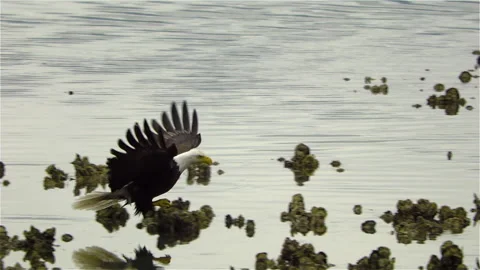 American Bald Eagle In Flight, Bird, Fly, Flying Stock Footage 278236942