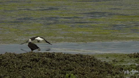 American Bald Eagle In Flight, Bird, Fly, Flying Stock Footage 278238521