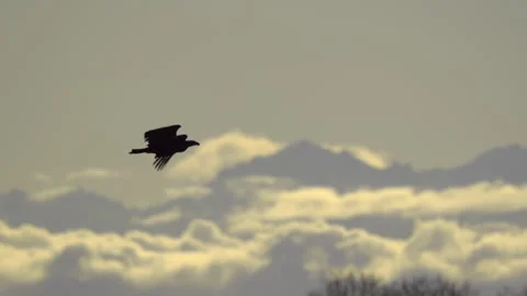 American Bald Eagle In Flight, Bird, Fly, Flying Stock Footage 328680237