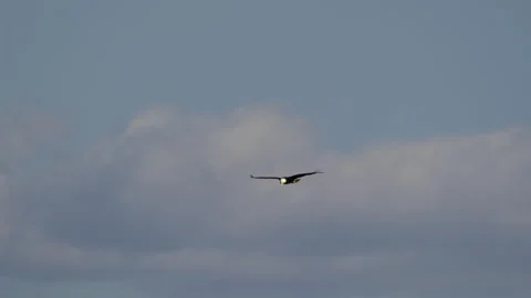 American Bald Eagle In Flight, Bird, Fly, Flying Stock Footage 344510365