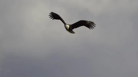 American Bald Eagle In Flight, Bird, Fly, Flying Stock-Footage 344510455