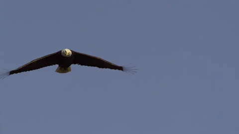 American Bald Eagle In Flight, Bird, Fly, Flying Stock-Footage 344510531