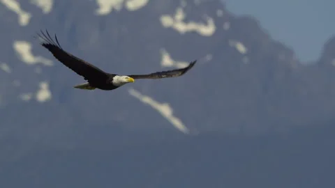 American Bald Eagle In Flight, Bird, Fly, Flying Stock-Footage 344587909